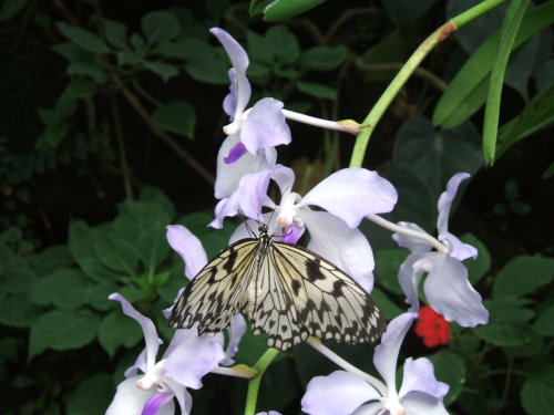 Mainau